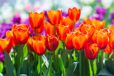 Close-up of red tulips in field