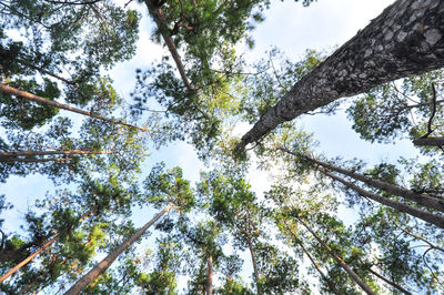 Low angle view of trees against sky