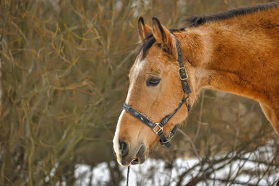 Close-up of a horse on field