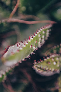 Abstract tropical green leaves.
plant in botanical greenhouse.