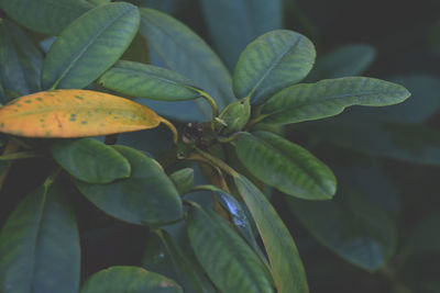 Close-up of fresh green plant