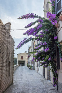 View of purple flowering plants in alley amidst buildings