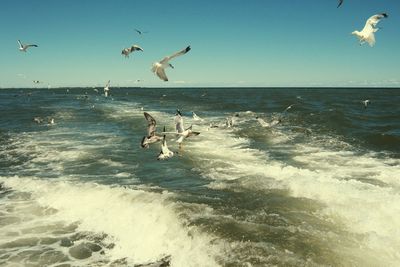 Seagull flying over sea