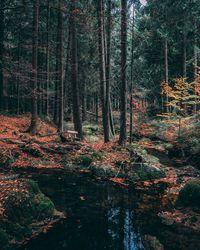 Trees growing in forest during autumn