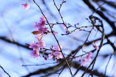 Low angle view of cherry blossoms in spring