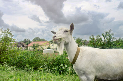 Close-up portrait of a white goat in the village on a pasture on background of sky