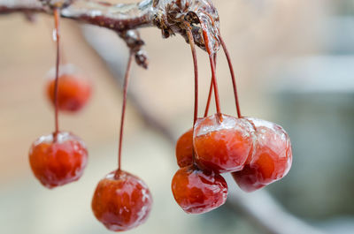 Close-up of wet berries growing on tree