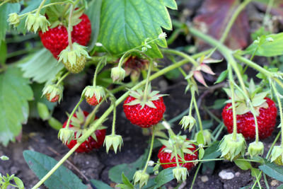 Close-up of strawberries growing on plant