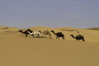 Camel convoy in liwa desert in united arab emirates