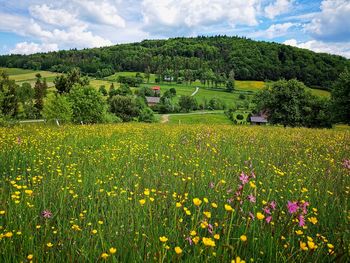 Scenic view of grassy field against cloudy sky