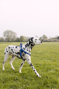 View of a dog on field