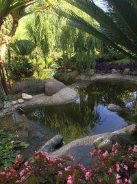 Close-up of flowers in pond
