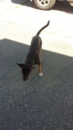 Cat on road