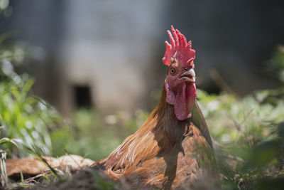 Close-up of rooster