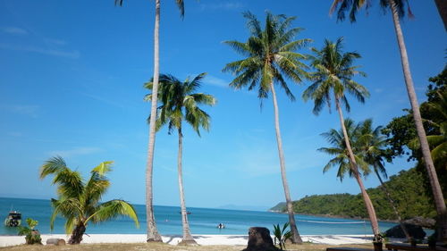 Palm trees on beach against blue sky