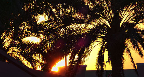 Silhouette of trees at night