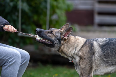 Midsection of man holding dog