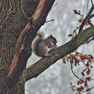 Squirrel on tree trunk