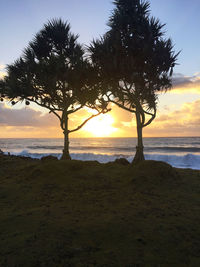 Silhouette tree on beach against sky during sunset