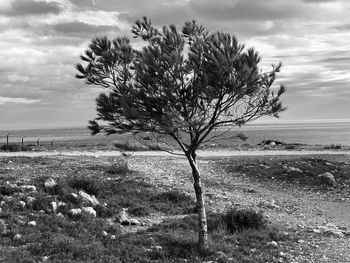 Tree on field against sky