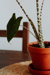 Zebra plant in pot on rustic looking brown table 