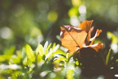 Close-up of leaves on plant