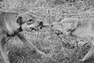 View of dogs on field