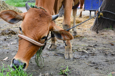 Cow in a field