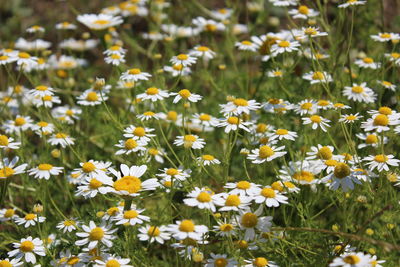 Close-up of daisy flowers