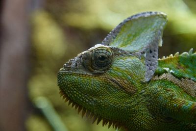 Close-up of lizard