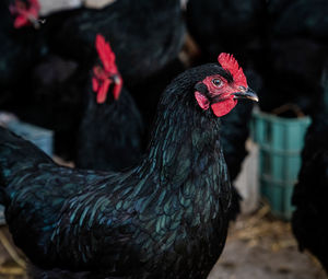 Close-up of rooster