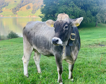 Cow standing in a field
