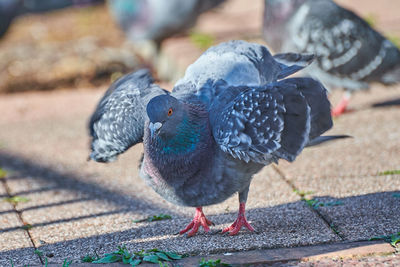 Close-up of pigeon perching