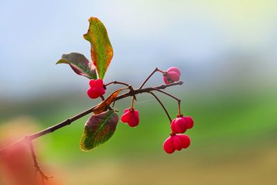 Close-up of red berries on plant