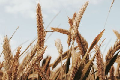 Close-up of wheat growing on field against sky