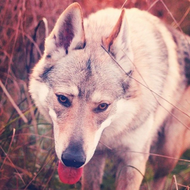 BohunWolfdog