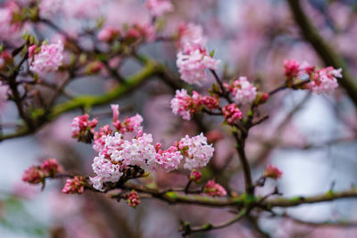 Close-up of white cherry blossom