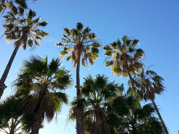 Low angle view of palm trees against blue sky