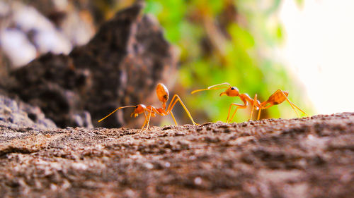 Close-up of ant on leaf