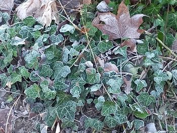 leaf