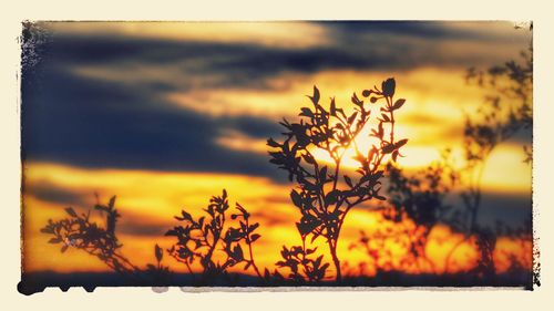 Silhouette of trees at sunset