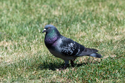 Close-up of pigeon on field