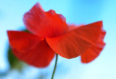 Close-up of red flower against blue sky