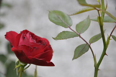 Close-up of rose plant