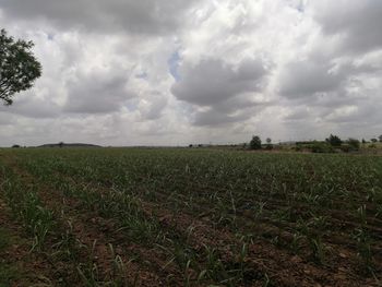 Scenic view of field against sky