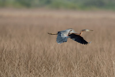 Bird flying over a field