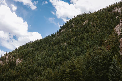 Low angle view of trees against sky