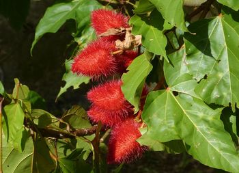 Close-up of red flowers