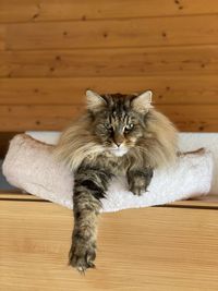 Portrait of cat relaxing on wooden floor