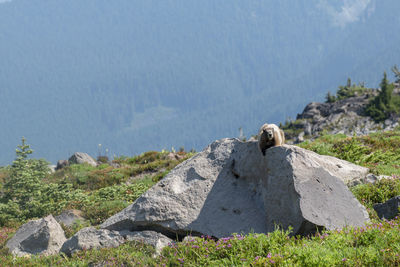 A marmot resting on a large rock on a mountain summer wildflower meadow.